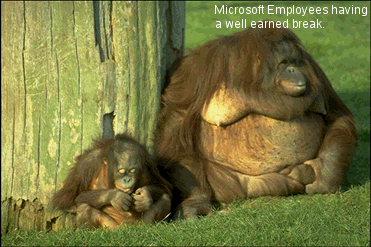 2 Gorillas sitting against a tree.